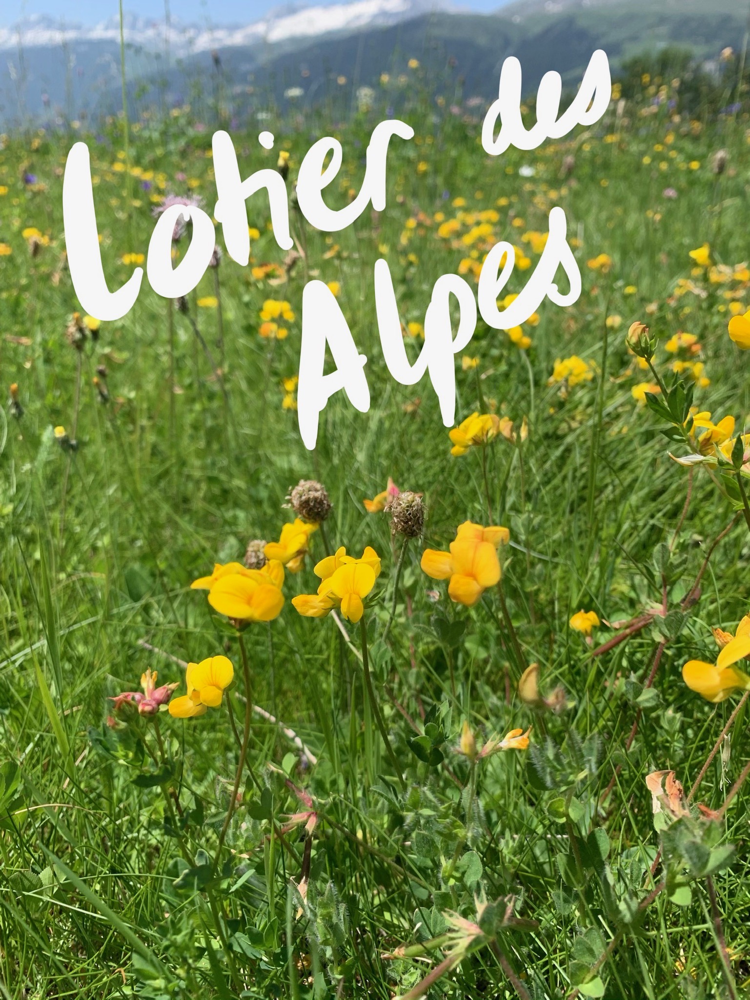 Lotier des Alpes