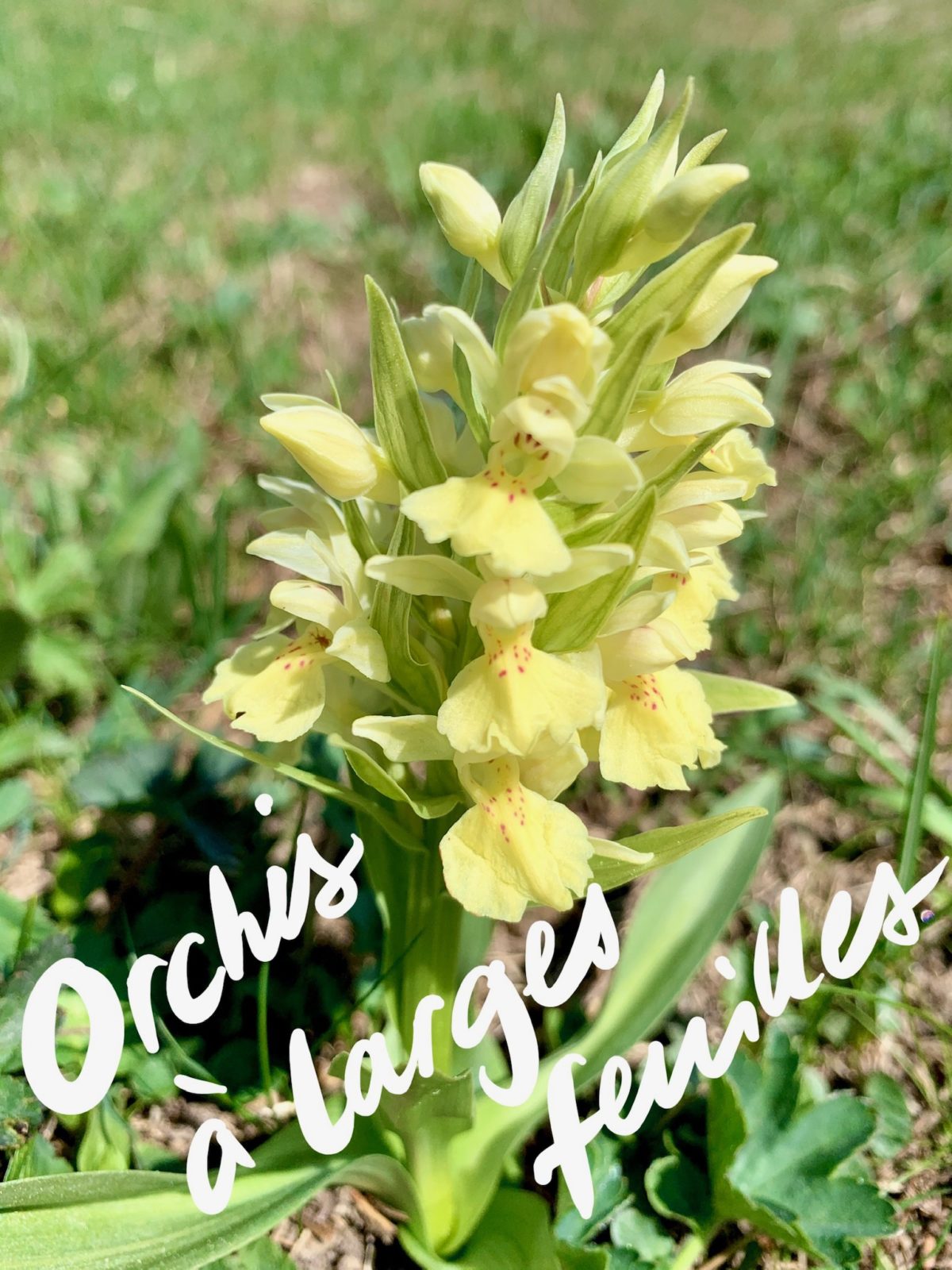 Orchis à larges feuilles